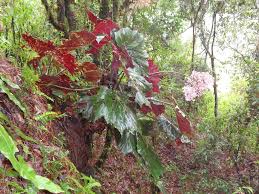 Planta 7