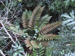 Planta 10