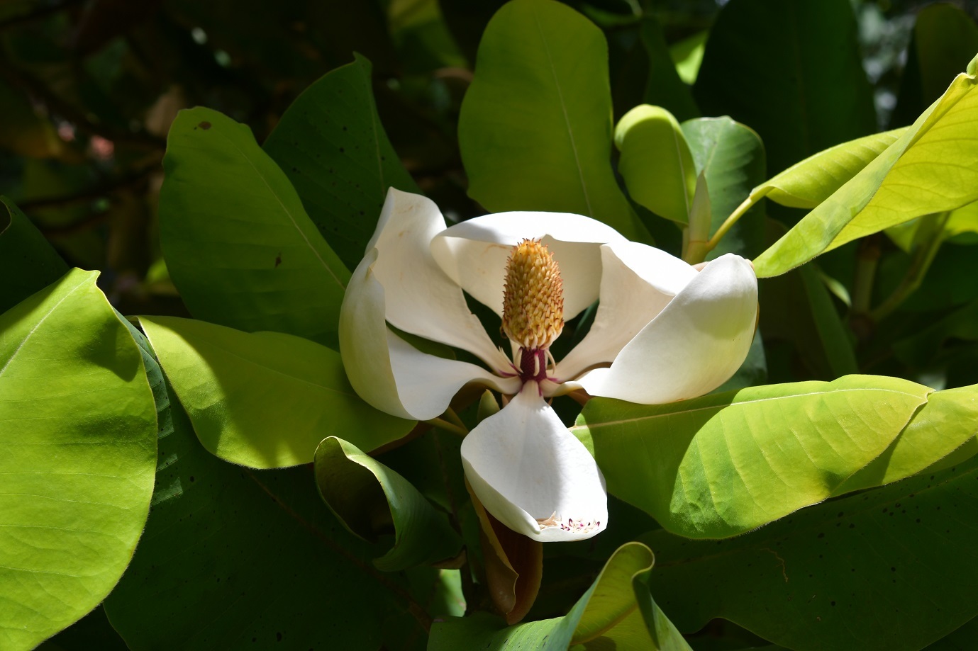 Planta 1